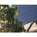 Zdjęcia użytkowników Honor Magic6 Pro