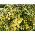 Zdjęcia użytkowników Honor Magic6 Pro