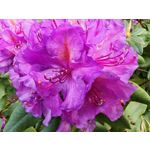 Zdjęcia użytkowników Honor Magic6 Pro