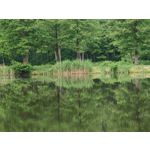 Zdjęcia użytkowników Honor Magic6 Pro