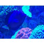 Zdjęcia użytkowników Honor Magic6 Pro