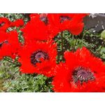 Zdjęcia użytkowników Honor Magic6 Pro