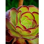 Zdjęcia użytkowników Honor Magic6 Pro