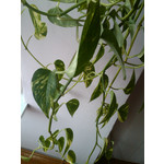 Zdjęcia użytkowników HP iPAQ Voice Messenger