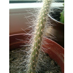 Zdjęcia użytkowników HP iPAQ Voice Messenger