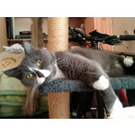 Zdjęcia użytkowników HP iPAQ Voice Messenger