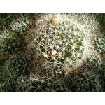 Zdjęcia użytkowników HP iPAQ Voice Messenger