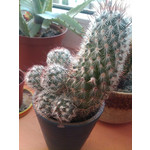 Zdjęcia użytkowników HP iPAQ Voice Messenger