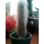 Zdjęcia użytkowników HP iPAQ Voice Messenger