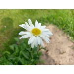 Zdjęcia użytkowników HTC 10