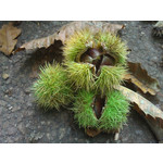 Zdjęcia użytkowników HTC 7 Mozart