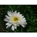 Zdjęcia użytkowników HTC 7 Mozart