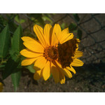 Zdjęcia użytkowników HTC 7 Mozart