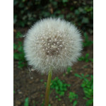 Zdjęcia użytkowników HTC 7 Mozart