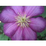 Zdjęcia użytkowników HTC 7 Mozart