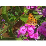 Zdjęcia użytkowników HTC 7 Mozart