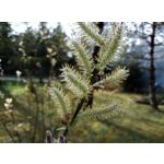 Zdjęcia użytkowników HTC Desire 12 Dual SIM