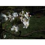 Zdjęcia użytkowników HTC Desire 12 Dual SIM