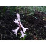 Zdjęcia użytkowników HTC Desire 12 Dual SIM