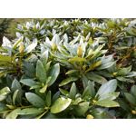 Zdjęcia użytkowników HTC Desire 12 Dual SIM