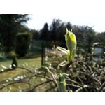 Zdjęcia użytkowników HTC Desire 12 Dual SIM