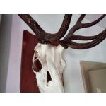 Zdjęcia użytkowników HTC Desire 12 Dual SIM