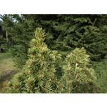 Zdjęcia użytkowników HTC Desire 12 Dual SIM