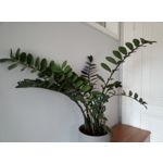 Zdjęcia użytkowników HTC Desire 12 Dual SIM