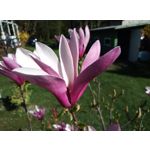 Zdjęcia użytkowników HTC Desire 12 Dual SIM