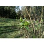 Zdjęcia użytkowników HTC Desire 12 Dual SIM