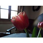 Zdjęcia użytkowników HTC Desire 12 Dual SIM