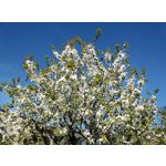 Zdjęcia użytkowników HTC Desire 12 Dual SIM