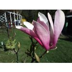 Zdjęcia użytkowników HTC Desire 12