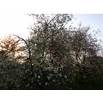 Zdjęcia użytkowników HTC Desire 12