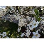 Zdjęcia użytkowników HTC Desire 12