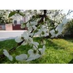Zdjęcia użytkowników HTC Desire 12