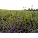 Zdjęcia użytkowników HTC Desire 19+