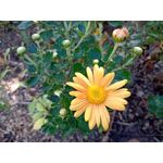 Zdjęcia użytkowników HTC Desire 19+