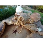 Zdjęcia użytkowników HTC Desire 19+