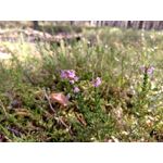 ZDJĘCIA Z TEGO TELEFONU