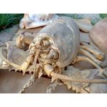 Zdjęcia użytkowników HTC Desire 19+