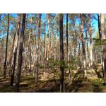 ZDJĘCIA Z TEGO TELEFONU