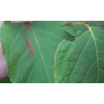 Zdjęcia użytkowników HTC Desire 500 Zdjęcia użytkowników HTC Desire 500