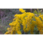 Zdjęcia użytkowników HTC Desire 500 Zdjęcia użytkowników HTC Desire 500