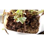 Zdjęcia użytkowników HTC Desire 820