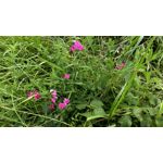 Zdjęcia użytkowników HTC Desire 820