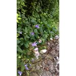 Zdjęcia użytkowników HTC Desire 820