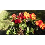 Zdjęcia użytkowników HTC Desire 820