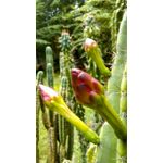 Zdjęcia użytkowników HTC Desire 820