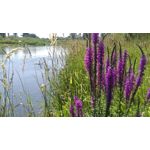 Zdjęcia użytkowników HTC Desire 820